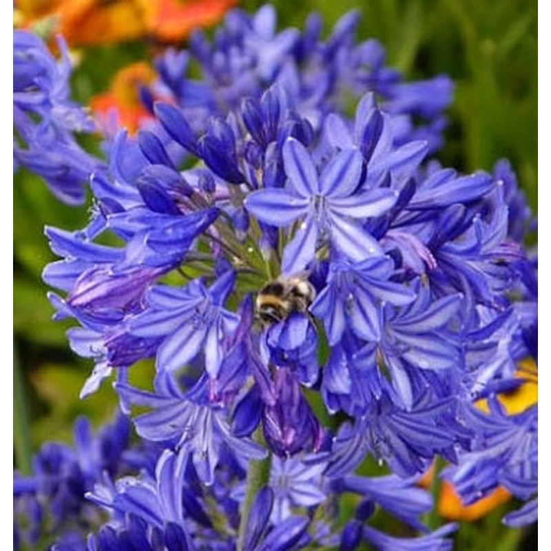 Agapanthus Northern Star