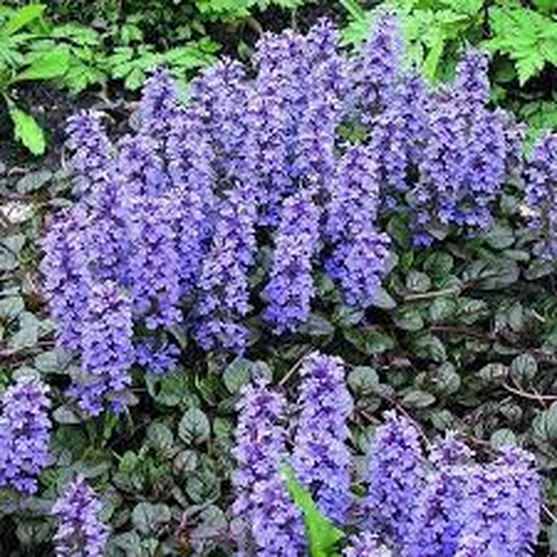 AJUGA reptans Braun Herz RH