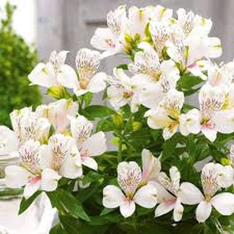 Alstroemeria Inticancha Magic White 3 Ltr