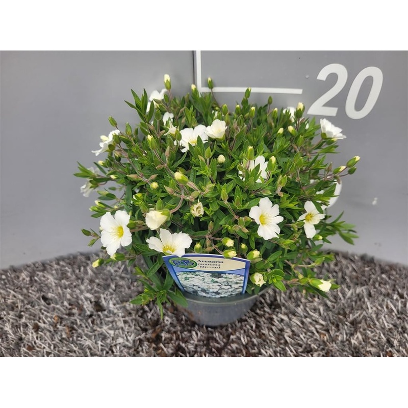 Arenaria mont. Blizzard  P13