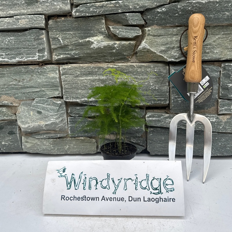 Asparagus setaceus 7cm Pot ( Asparagus Fern )