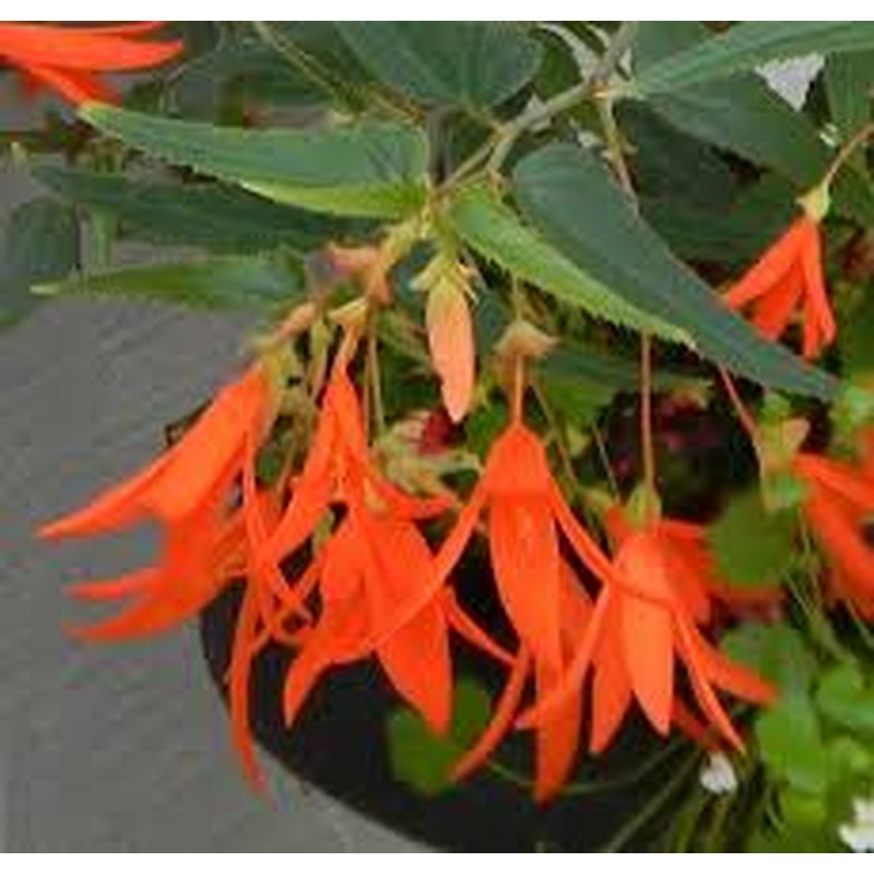 Bonfire Begonia