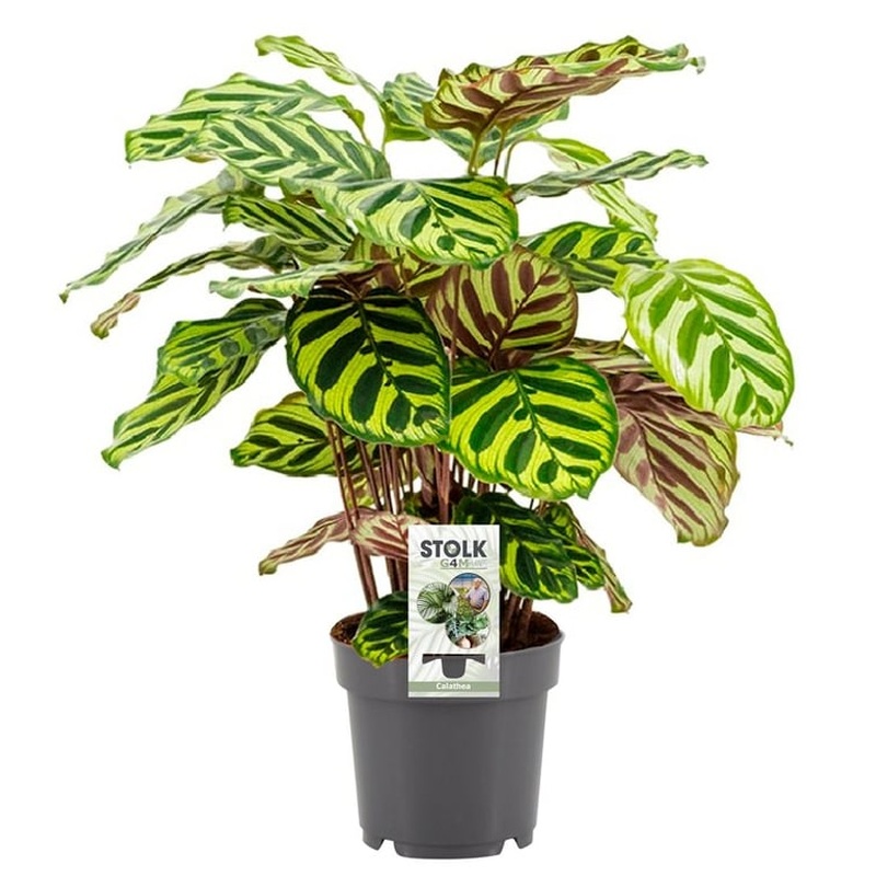 Calathea makoyana  P14