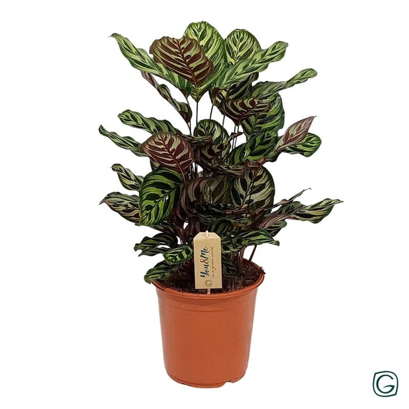 Calathea makoyana  P21