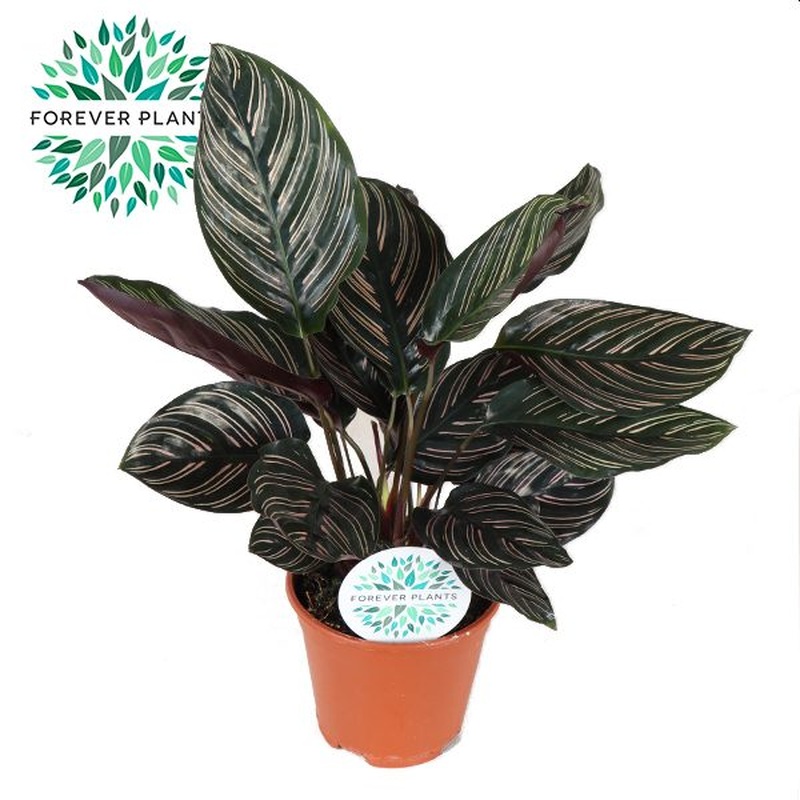 Calathea ornata (Forever)  P14