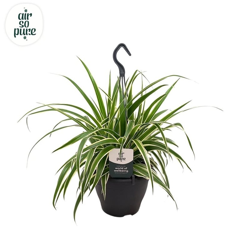 Chlorophytum com. Vittatum  P19, hanging pot