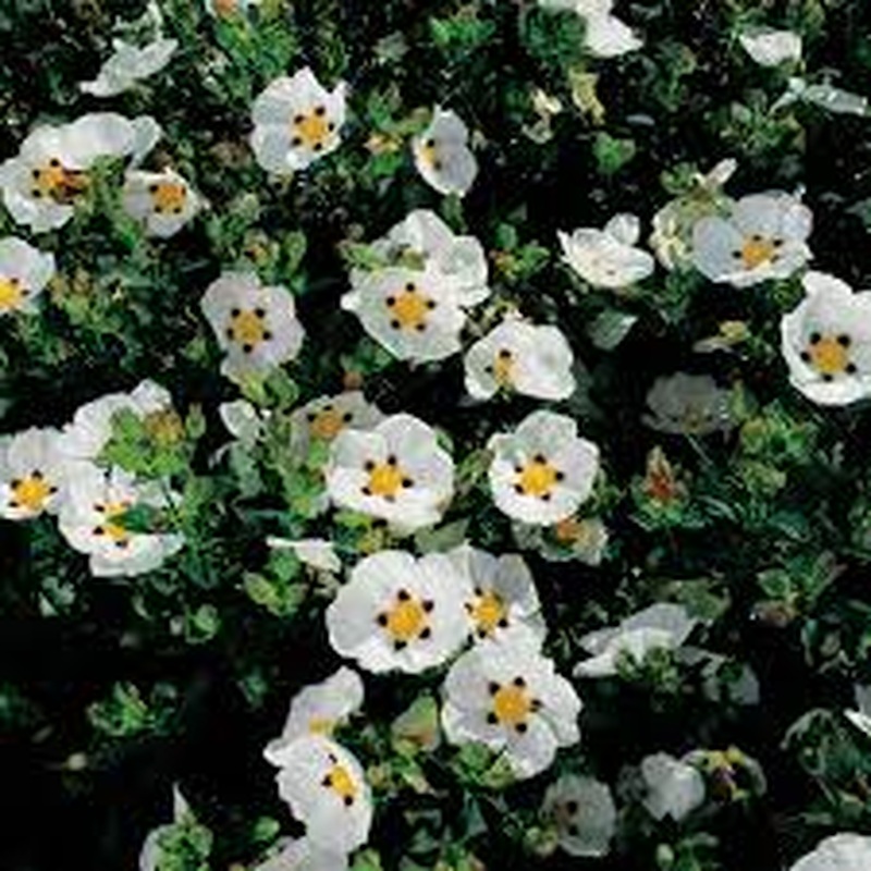 Cistus Decumbens