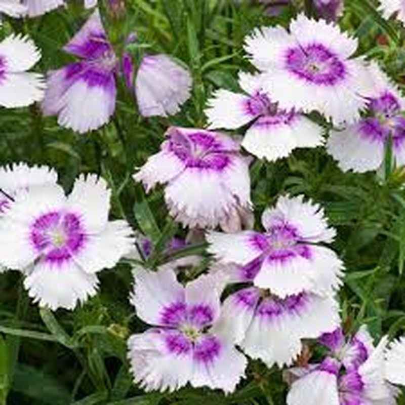 Dianthus Corona Blueberry Magic 1 Ltr
