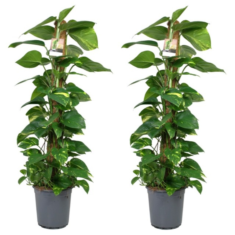 Dragon-Tail Plant Epipremnum pinnatum (24cm Pot + Mosspole)