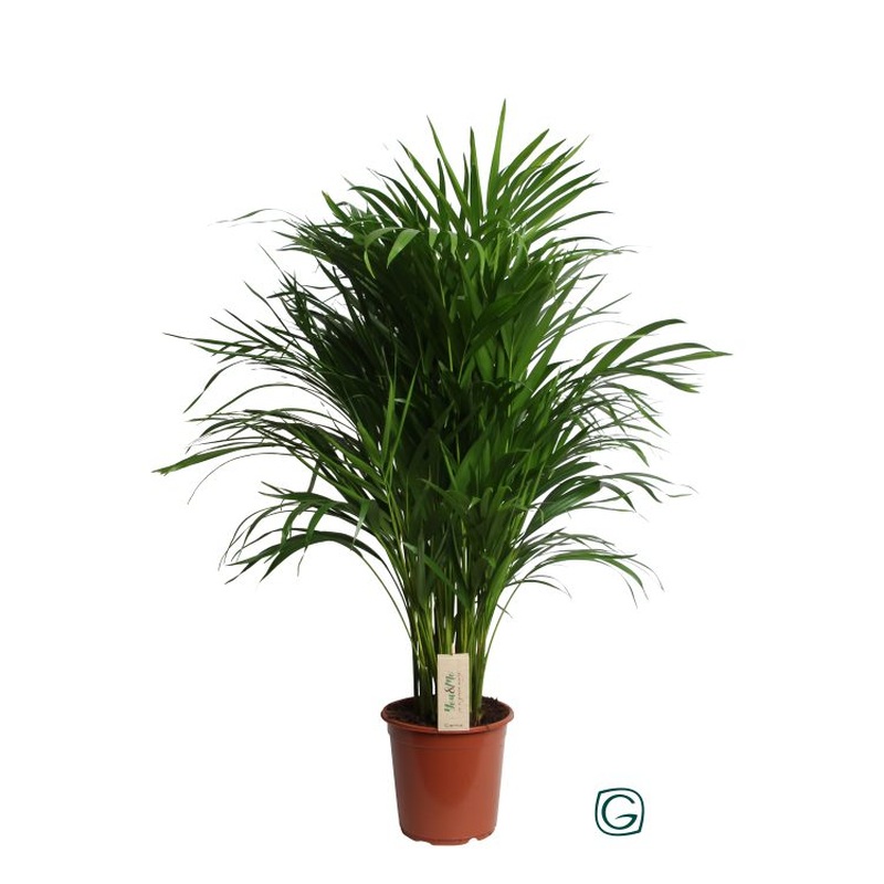 Dypsis lutescens (Areca)  P21
