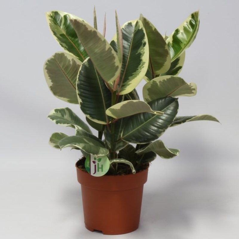 Ficus elastica Tineke  P27