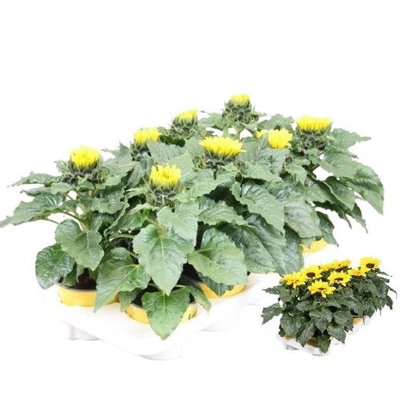 Helianthus Sunsation P13