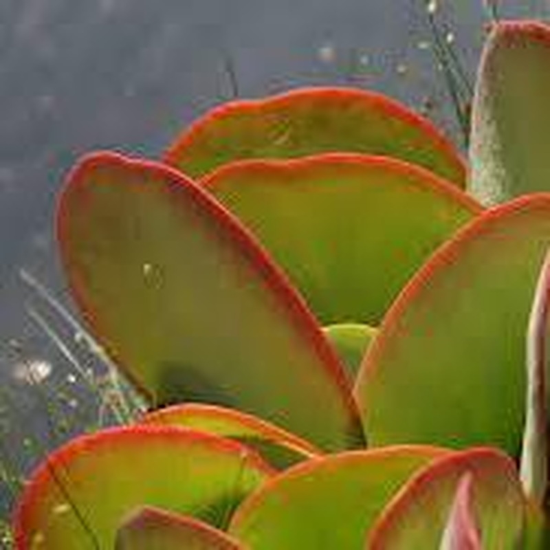 Kalanchoe thyrsiflora  6 cm pot