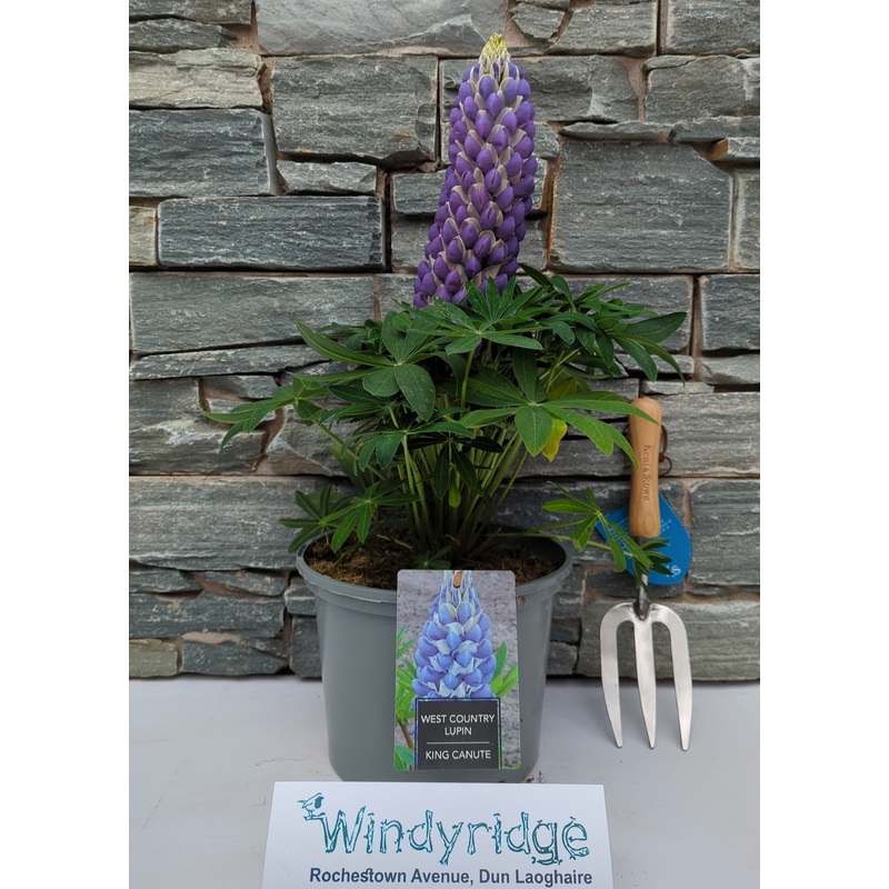 Lupin WC King Canute 5 Ltr