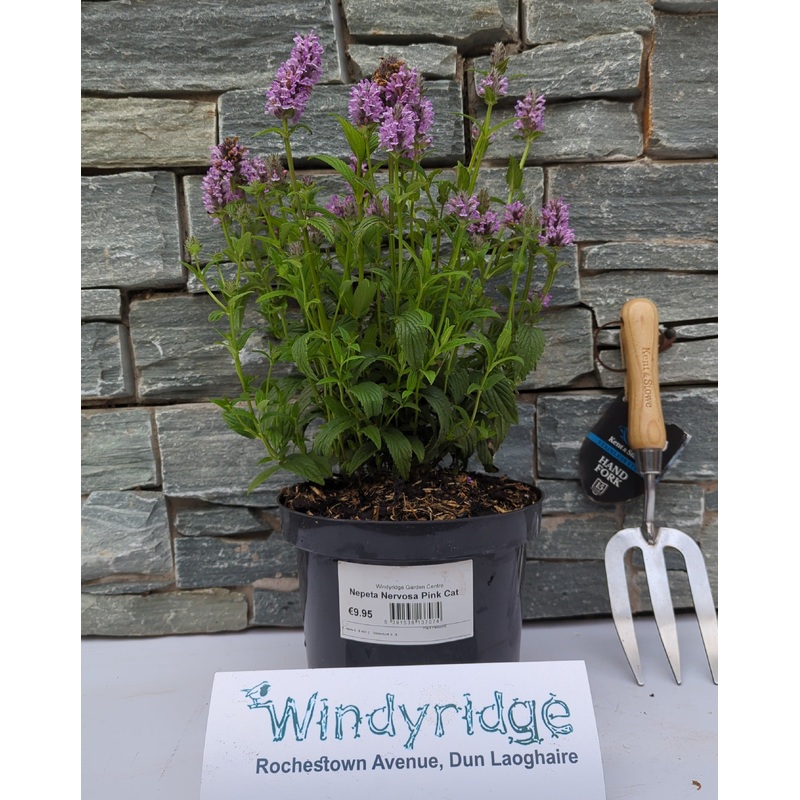 Nepeta Nervosa Pink Cat