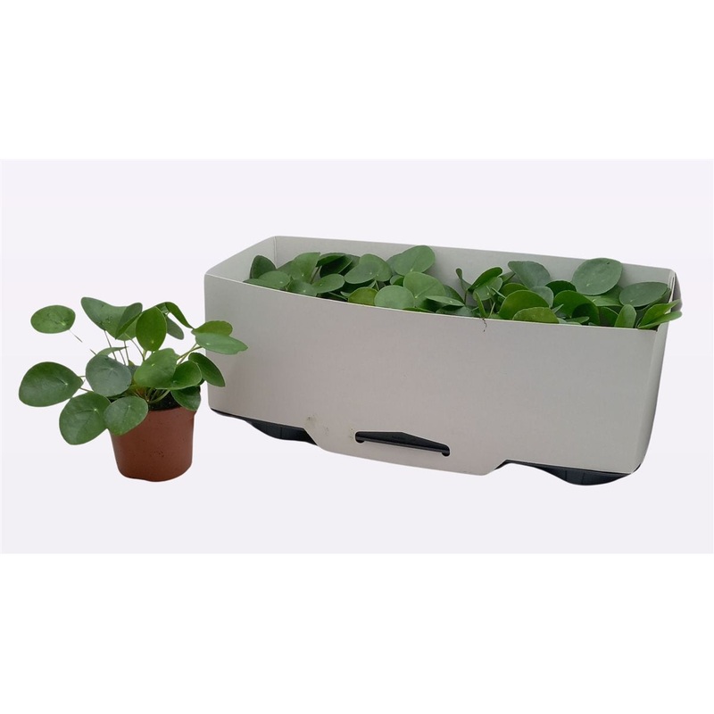 Pilea peperomoides