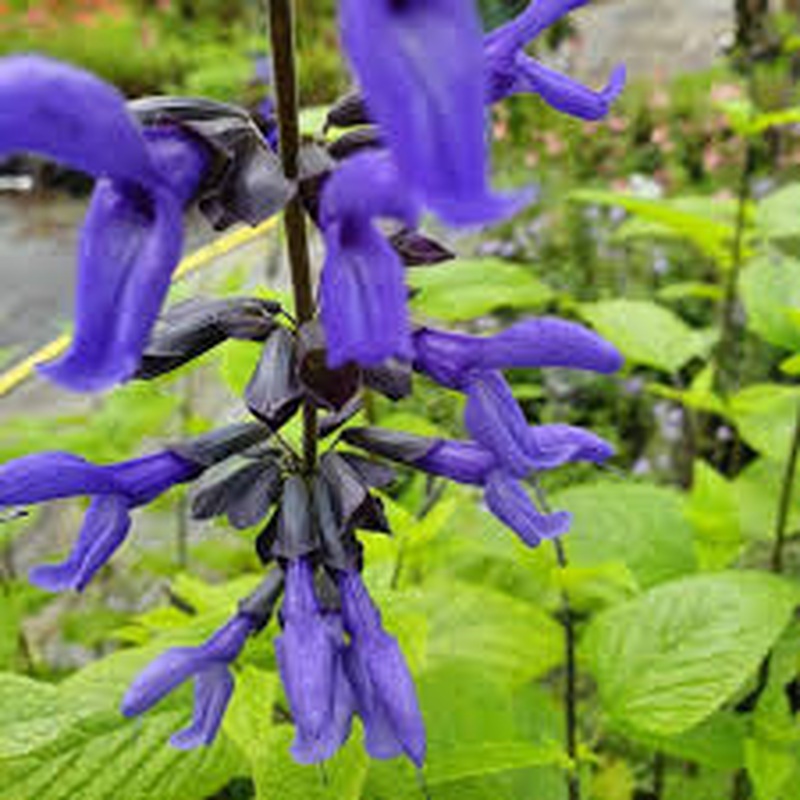 Salvia g. Carines Amazing Blue 2lt pot