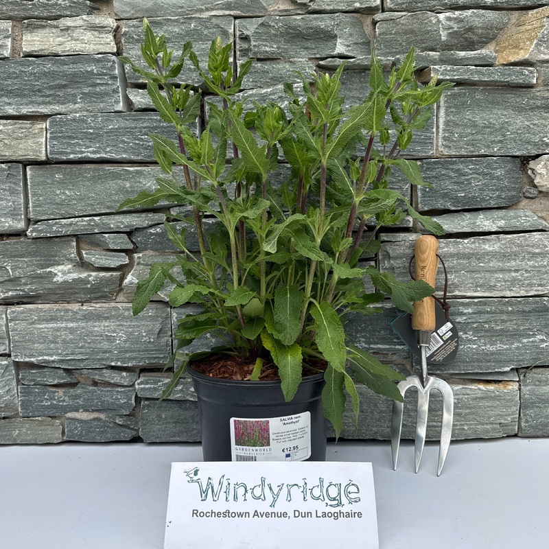 SALVIA nem. Amethyst