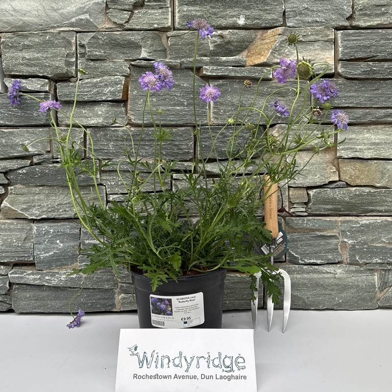 SCABIOSA cauc. Butterfly Blue