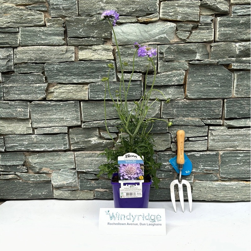 Scabiosa Mariposa Blue (Scabiosa Columbaria)