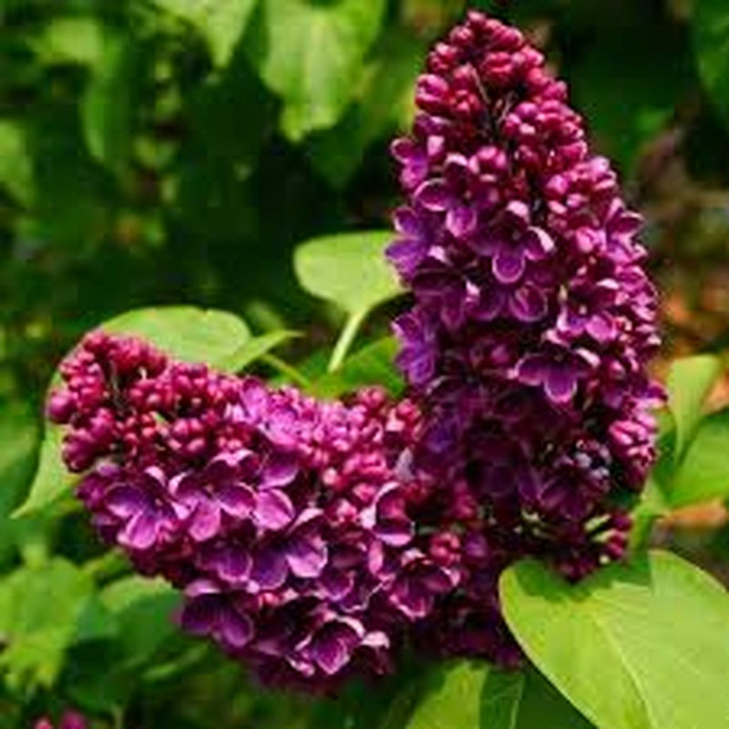 Syringa vulgaris And. an Ludwig Spath  5 Ltr pot
