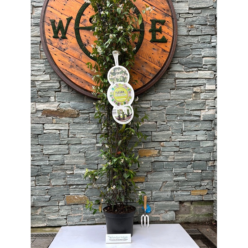 Trachelospermum jasminoides 200 cm