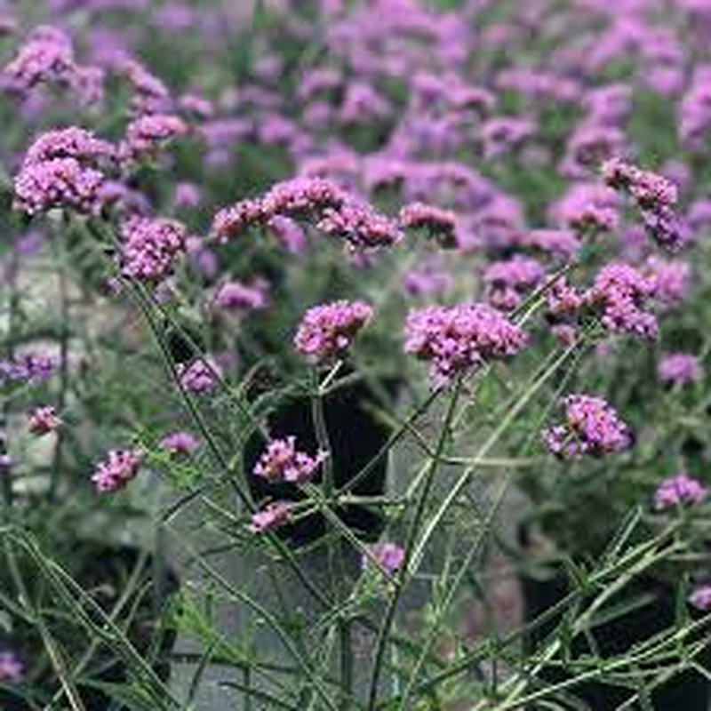Verbena bonariensis Lollipop 3ltr pots