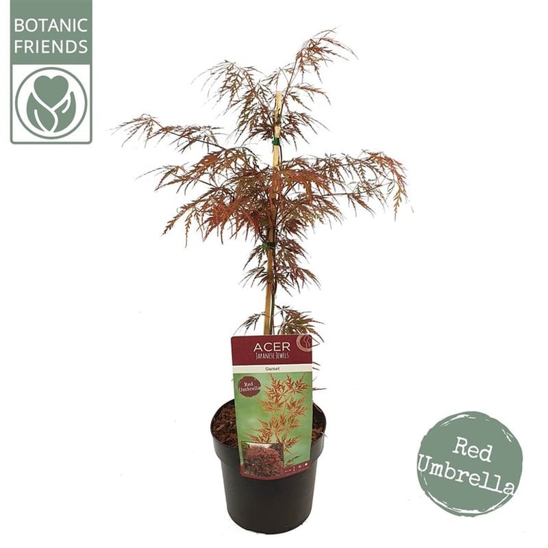 Acer palm. Garnet  3 Ltr pot