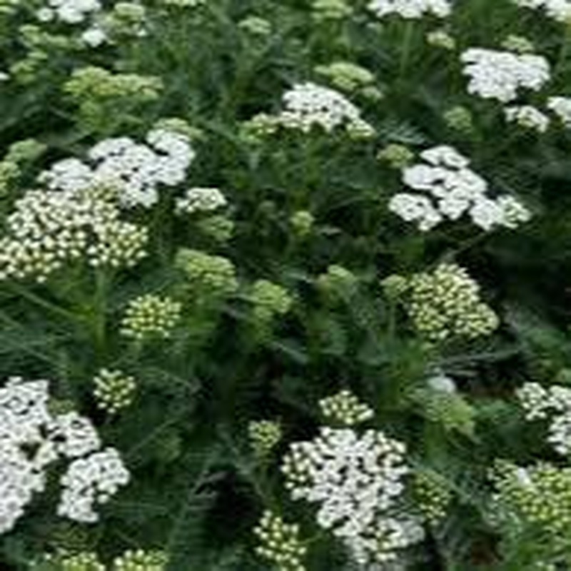 Achillea New Vintage White