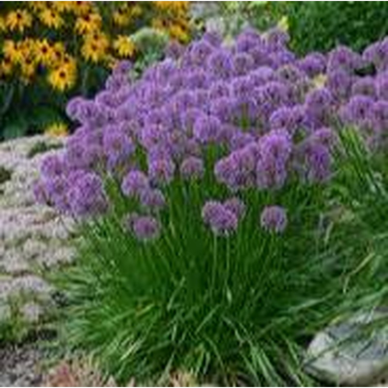 ALLIUM MILENIUM