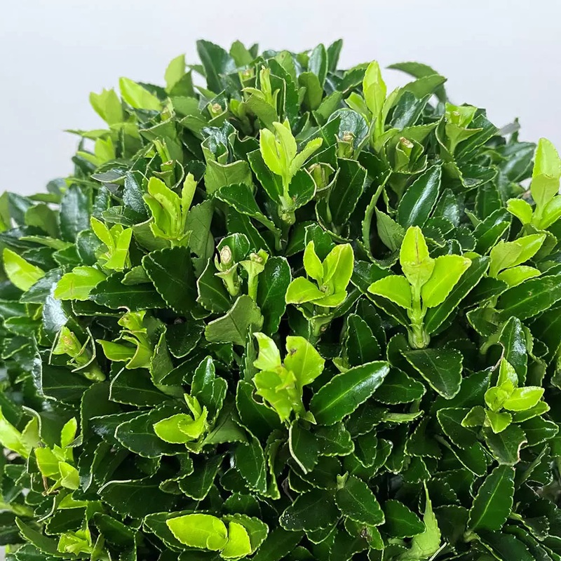 Euonymus Green Spire