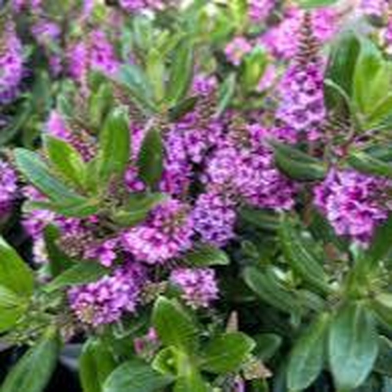 Hebe (All Blooms) Sanuka