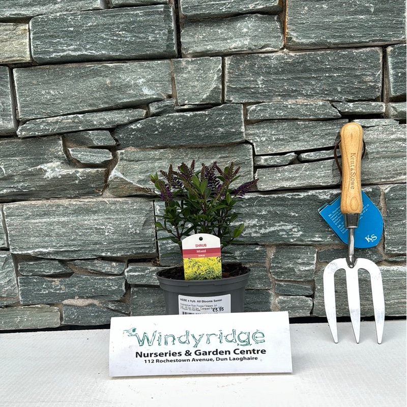 HEBE x hyb. All Blooms Samiri