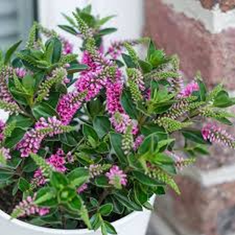 HEBE x hyb. All Blooms Sanuka