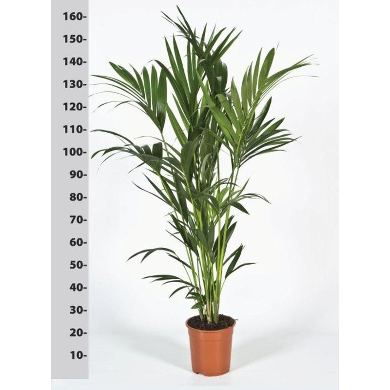 Howea forsteriana  P24, 150 CM