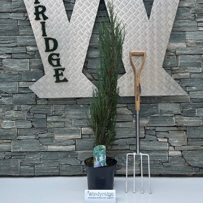 Juniperus scop. Blue Arrow