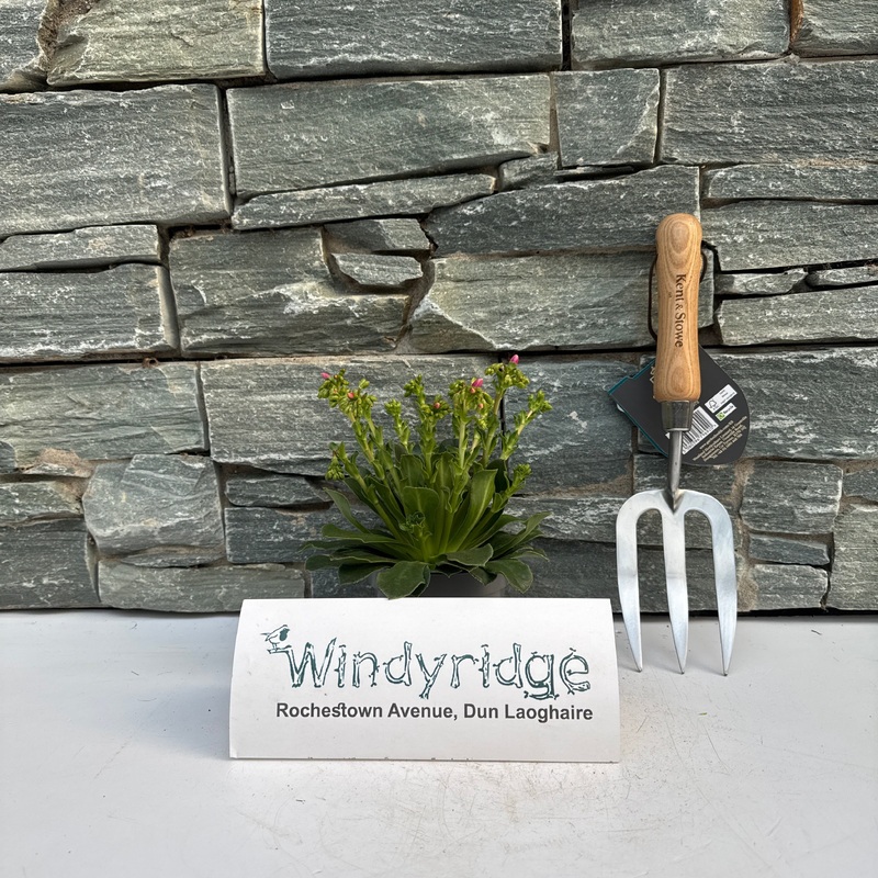 Lewisia Mountain Dreams  P10.5