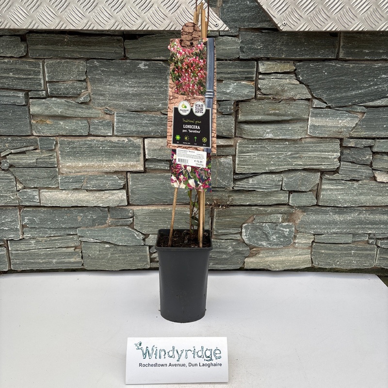 Lonicera pericl. Serotina