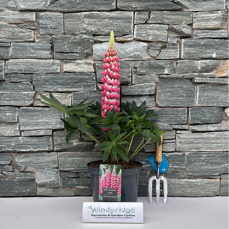 Lupin WC Rachel de Thame 5 Ltr