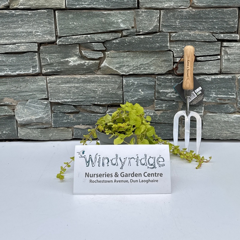 Lysimachia num. Goldilocks 12cm Pot ( Creeping Jenny )