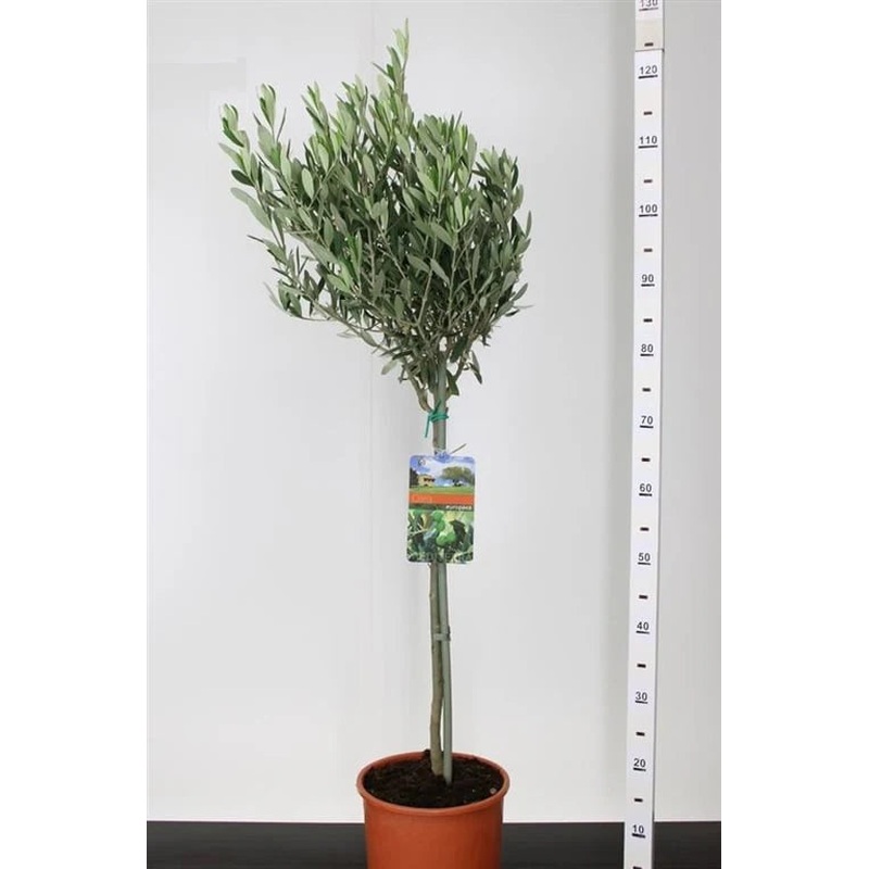 Olea europaea on stem