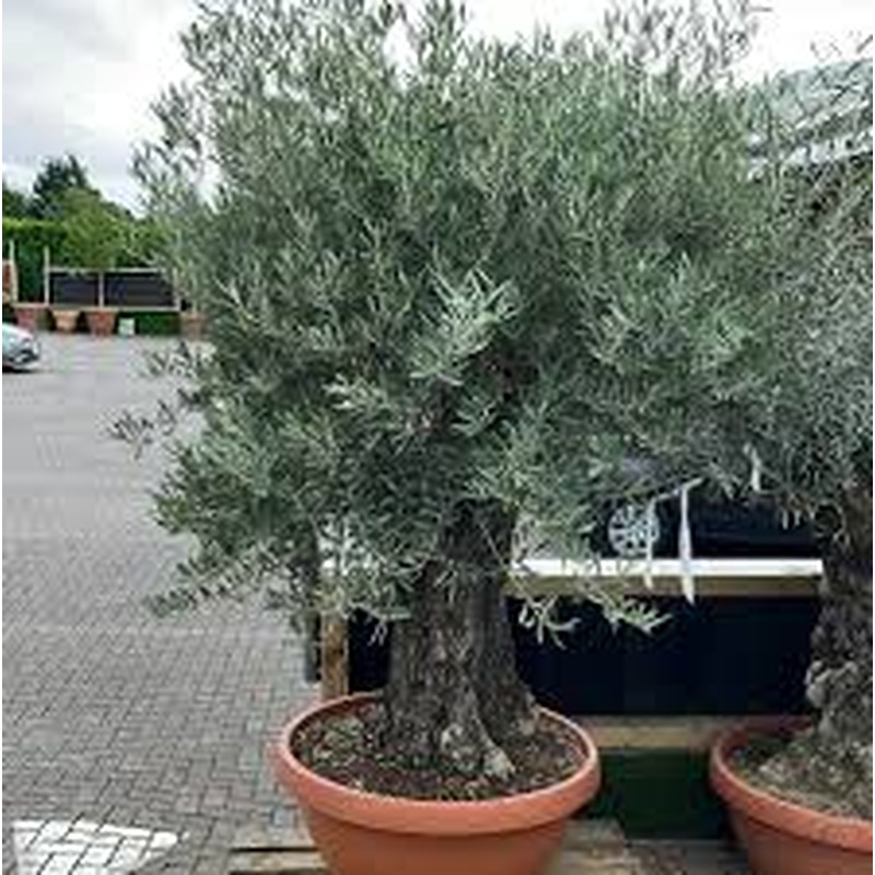 Olive Tree OLEA EUROPEA CIOTOLA 90 CIRC.TR. 40 - 65 BONSAI