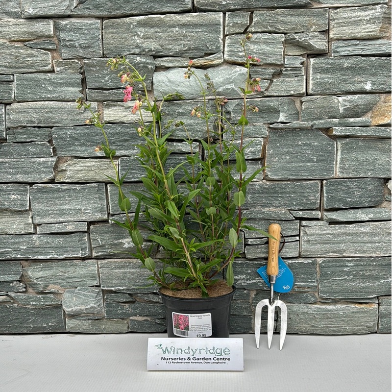 PENSTEMON Hewells Pink 3Ltr Pot