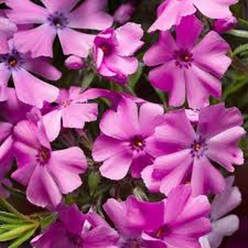 Phlox Goldiphlox Cherry 3 Ltr