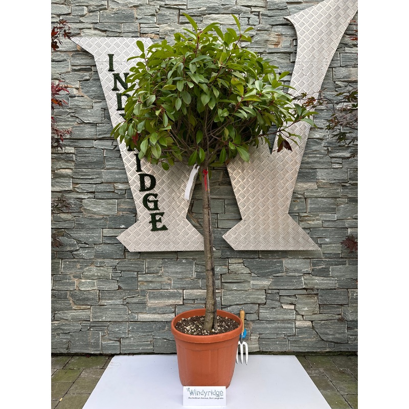 PHOTINIA SERR. RED ROBIN CLT 25 / 30 CIRC. TR. 08 - 10 CM 1/2 STD CHIOMA 50 - 60 CM