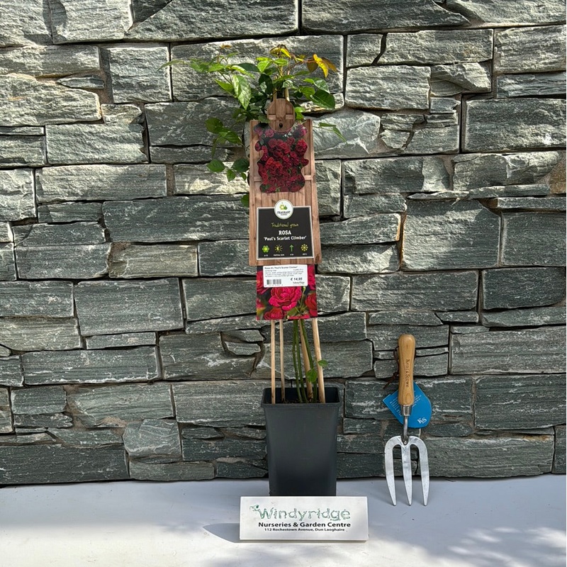 Rosa (K) Pauls Scarlet Climber  S-pot(2,25 L)