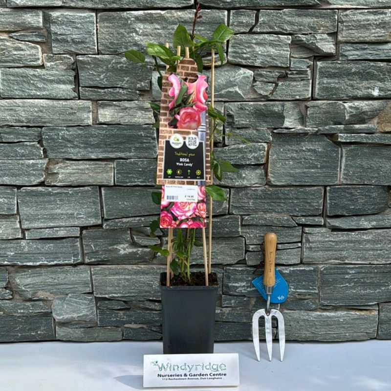 Rosa (K) Pink Candy  S-pot(2,25 L)