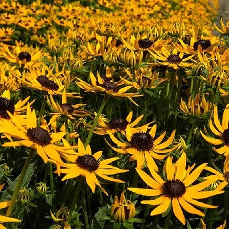 RUDBECKIA SULL. LITTLE GOLDSTAR