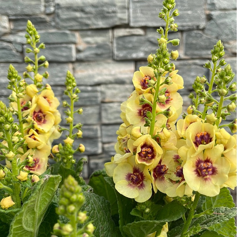 Verbascum Dark Eyes 2 Ltr