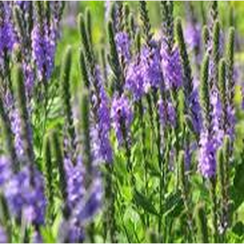 Vervain Verbena (3Ltr Pot)